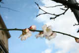 Prunus mume 'Omoi-no-mama' RCP3-10 013.jpg